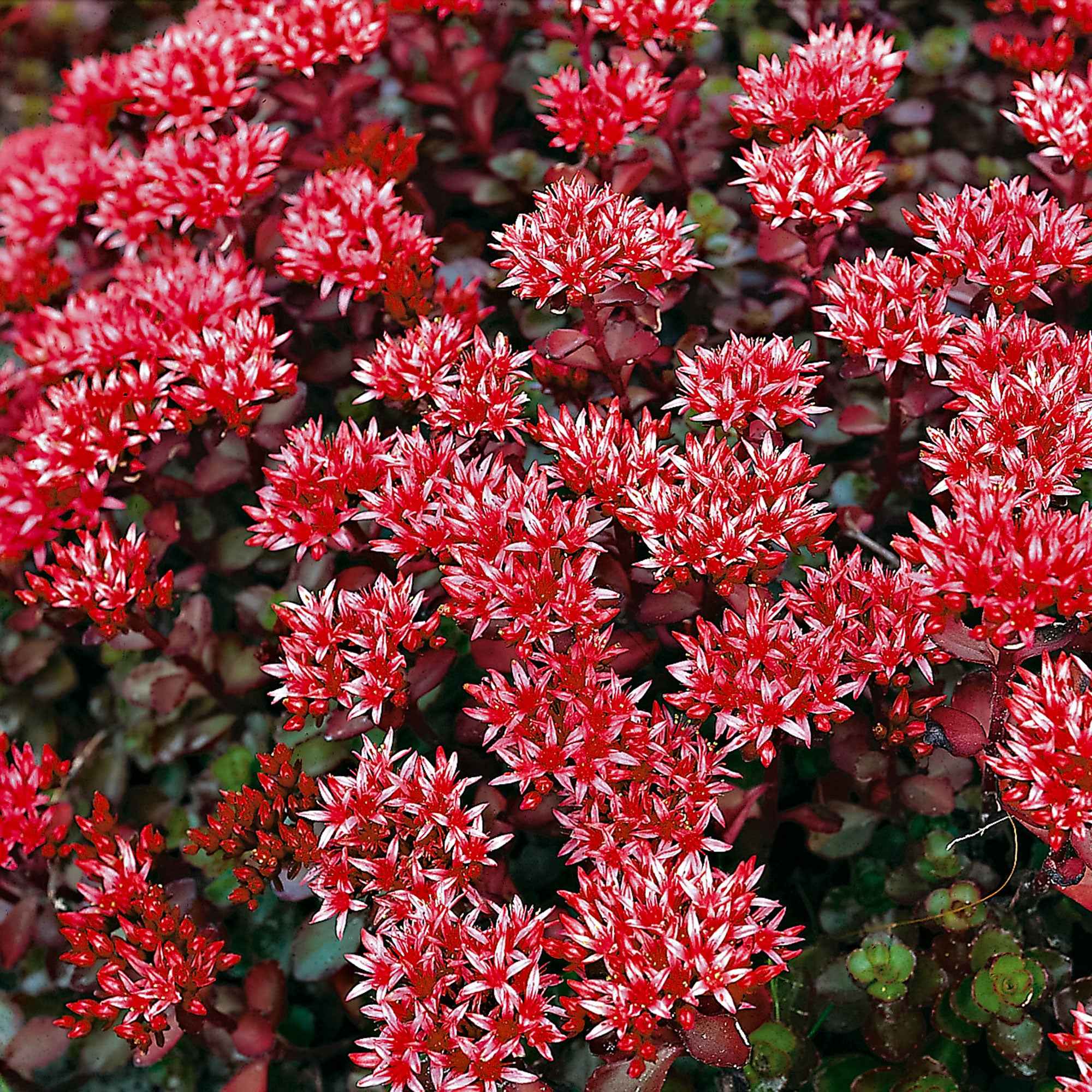 Bakker Schorbuser sedum rouge pot 9cm