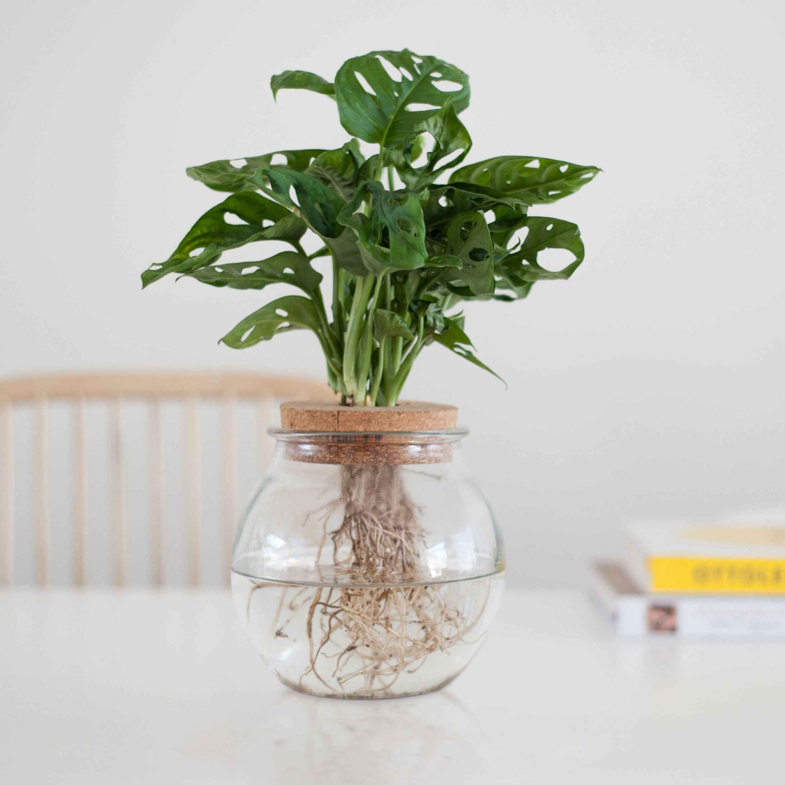 Bakker Plantes d'intérieur Monstera kit hydroponique vase ampoule