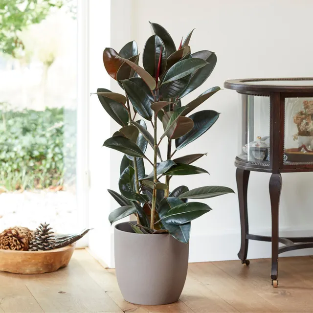 Bakker Caoutchouc Robusta ficus pot Ø17cm feuillage vert brillant