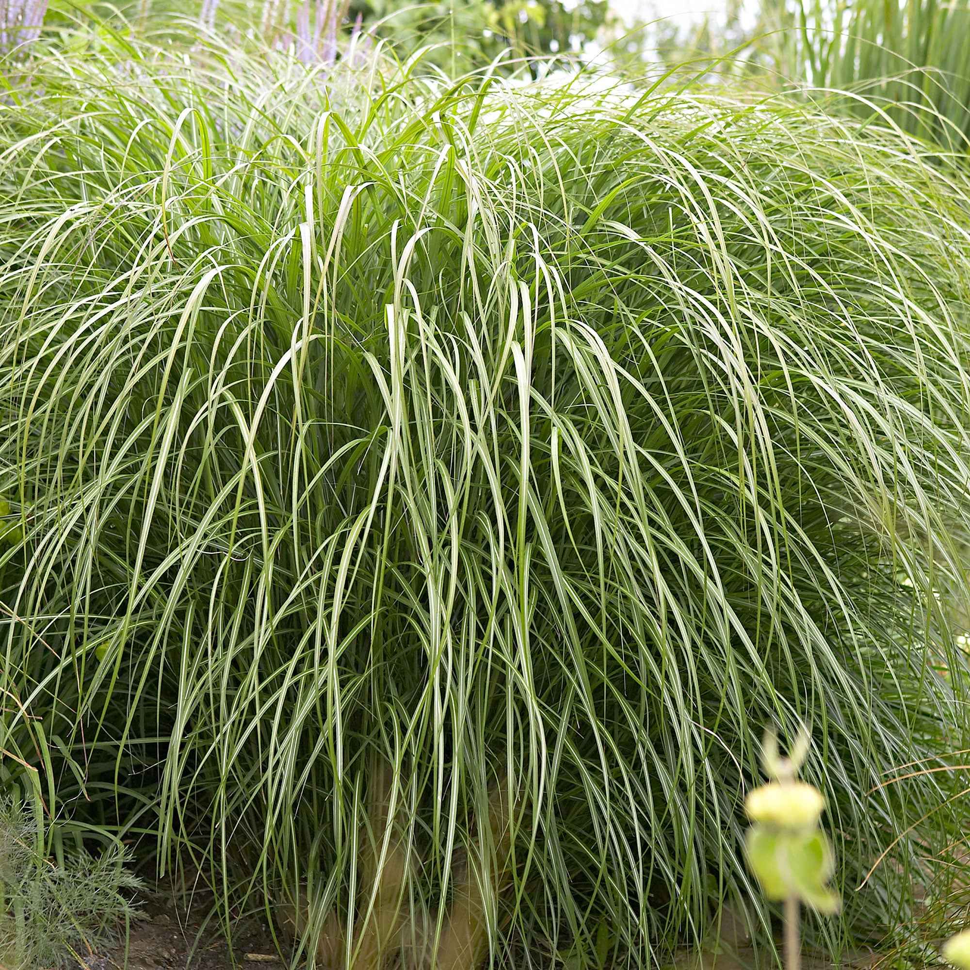 Bakker Miscanthus Yaku-Jima graminée pot Ø 9cm compact