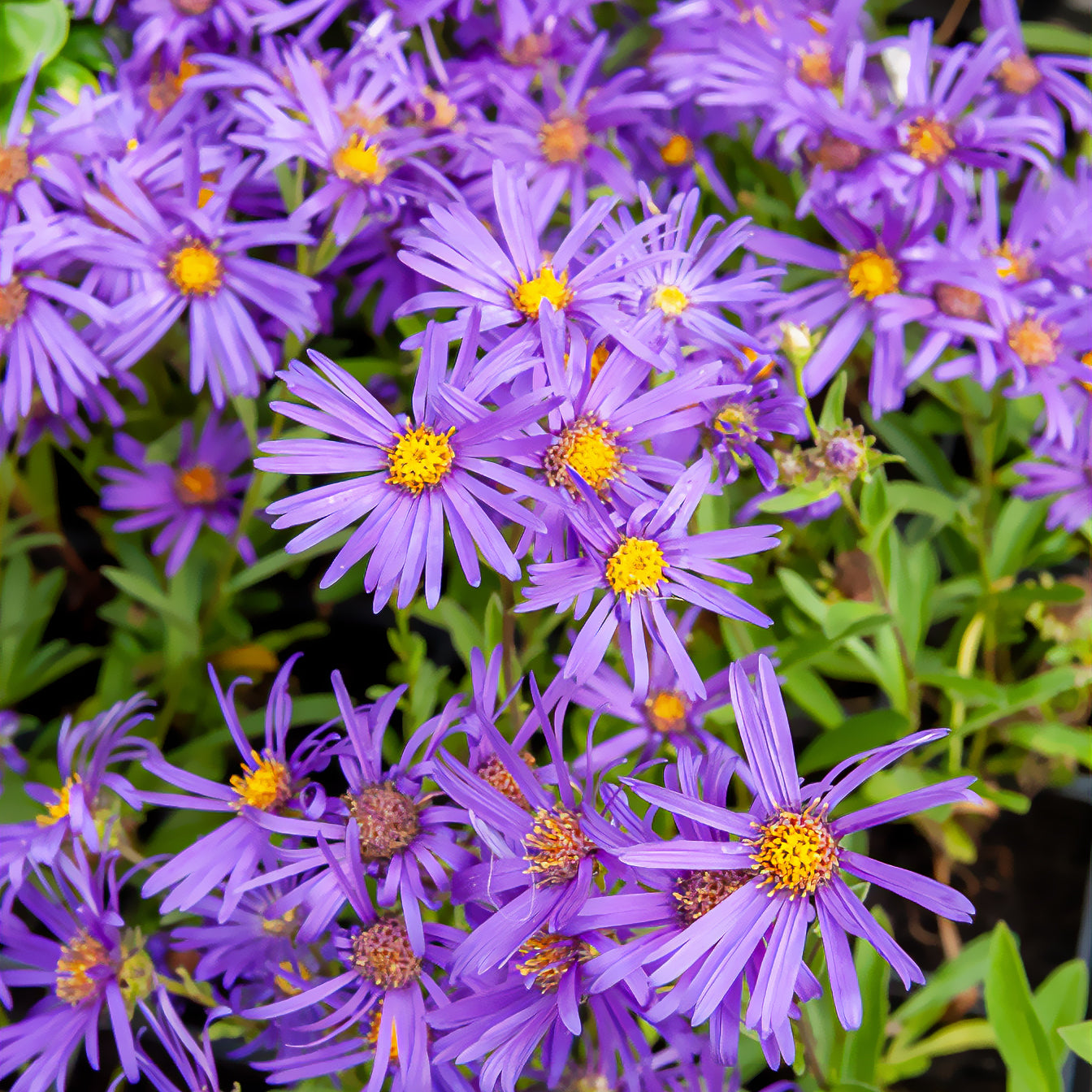 Bakker Aster Violet Queen vivace pot Ø 9cm violet