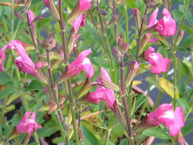 Salvia microphylla Délice Roselilac sauge pot 1 L rose lilas