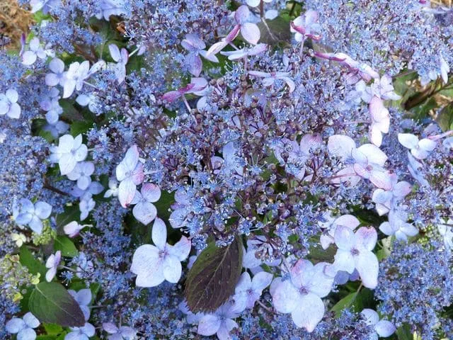 Les Hortensias du Haut Bois Hydrangea serrata Hime gaku hortensia fleurs plates