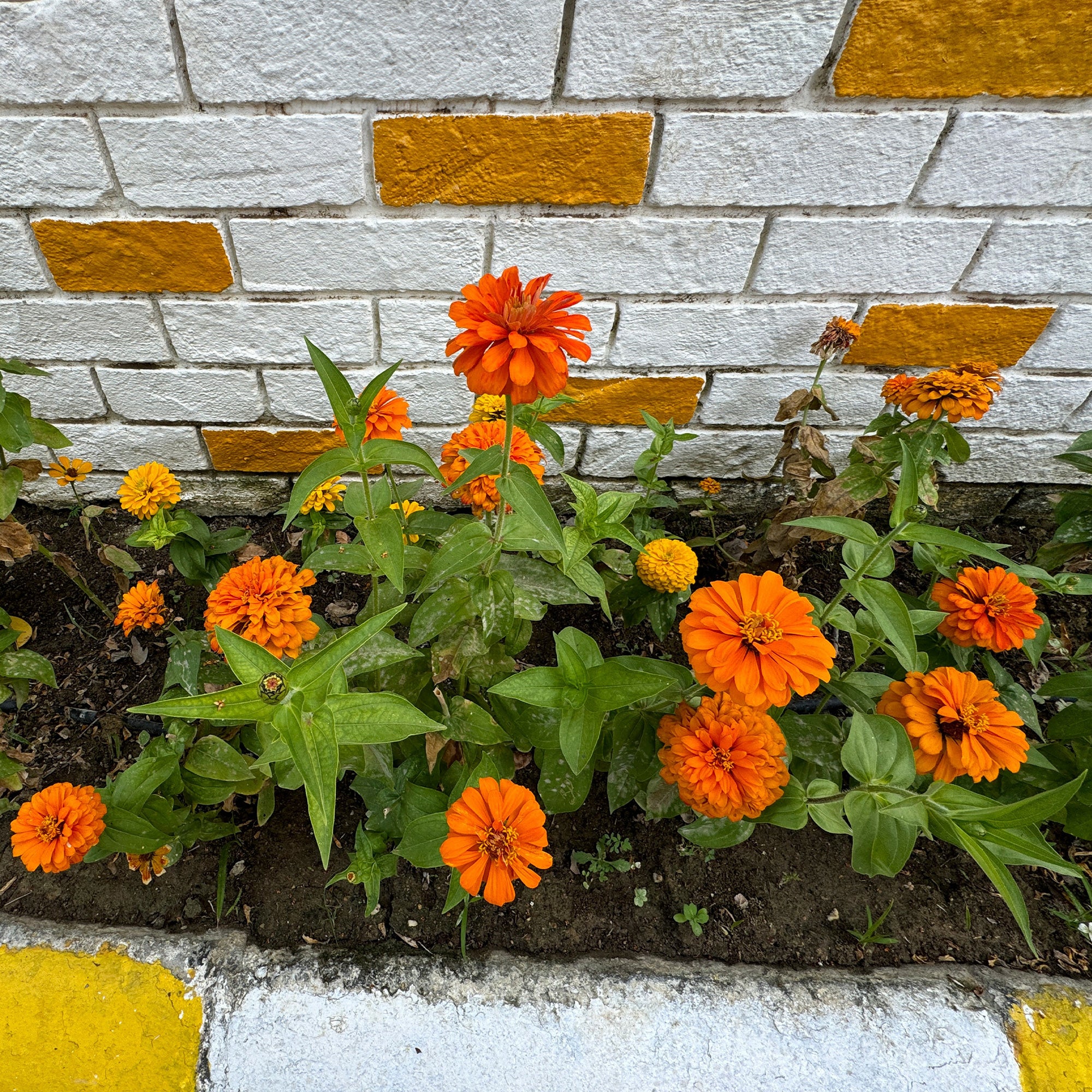 Bakker Zinnia orange fleur terrasse pot Ø 10,5cm annuelle