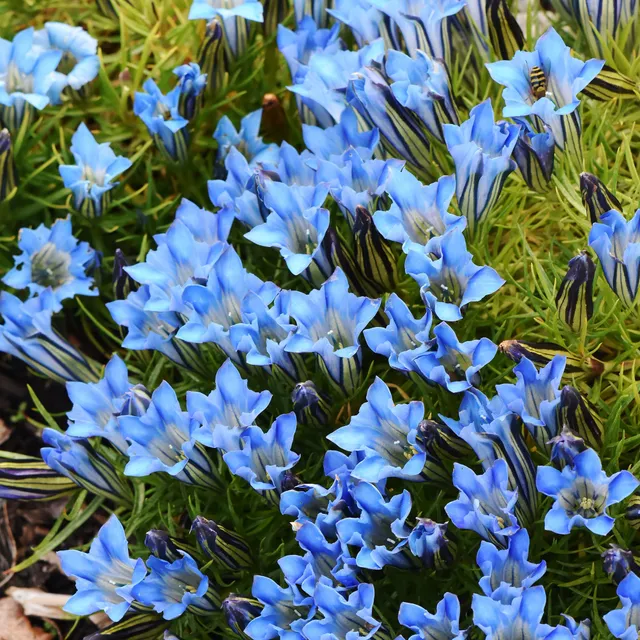 Bakker Gentiane Blue Star vivace bleue godet 8 cm lot 2