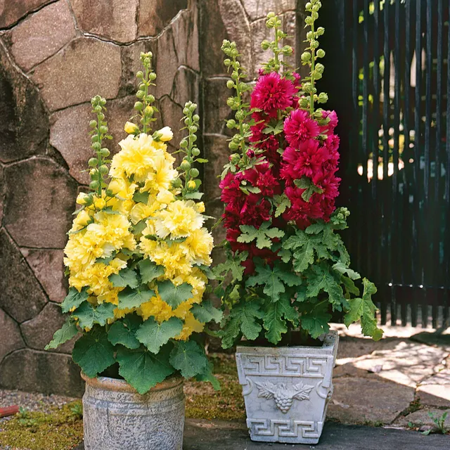 Bakker Rose trémière naine pourpre Alcea vivace pot Ø9cm