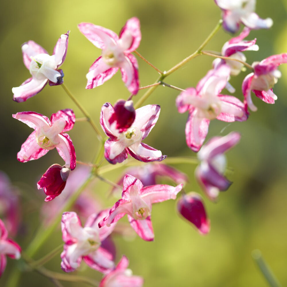 Bakker Epimedium rouge plante vivace pot Ø 9cm fleurs roses