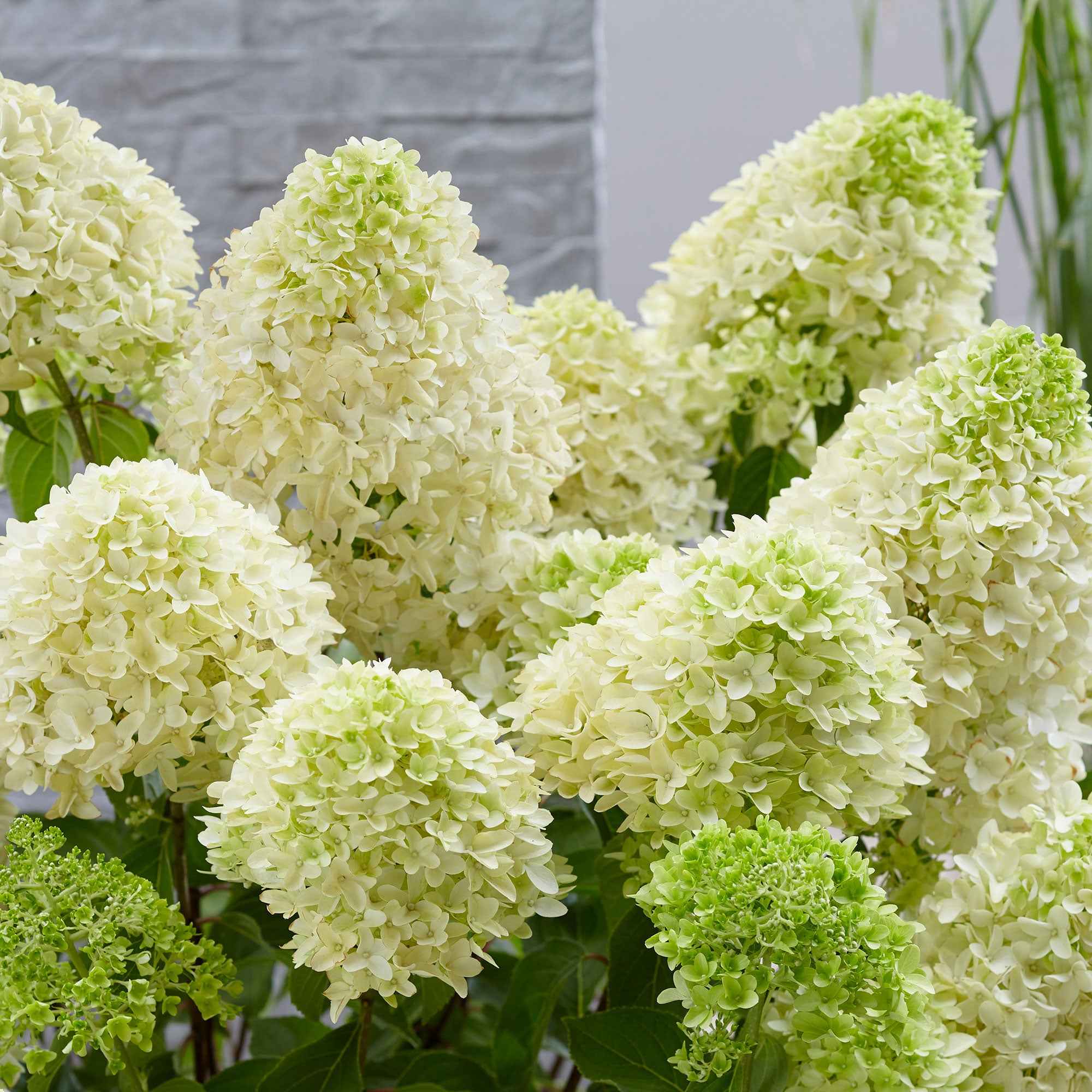 Bakker Skyfall hortensia paniculata pot 1,2L fleurs blanches