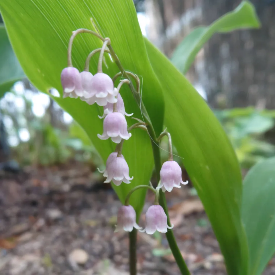 Passion Vivaces Convallaria majalis Rosea muguet godet fleurs roses