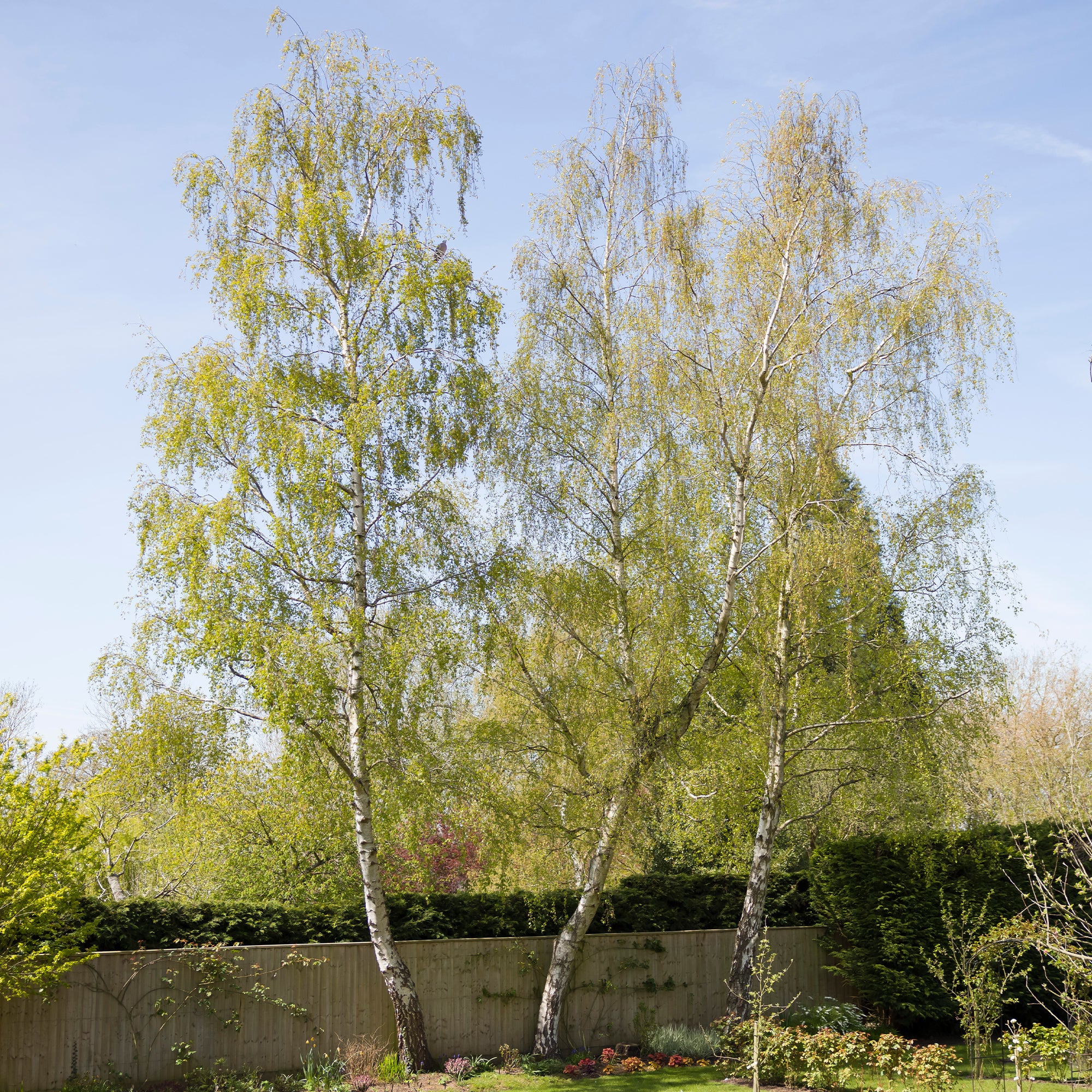 Bakker Bouleau commun arbre pot 2L 80-100cm écorce blanche