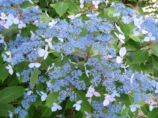 Les Hortensias du Haut Bois Hime gaku hortensia serrata plates