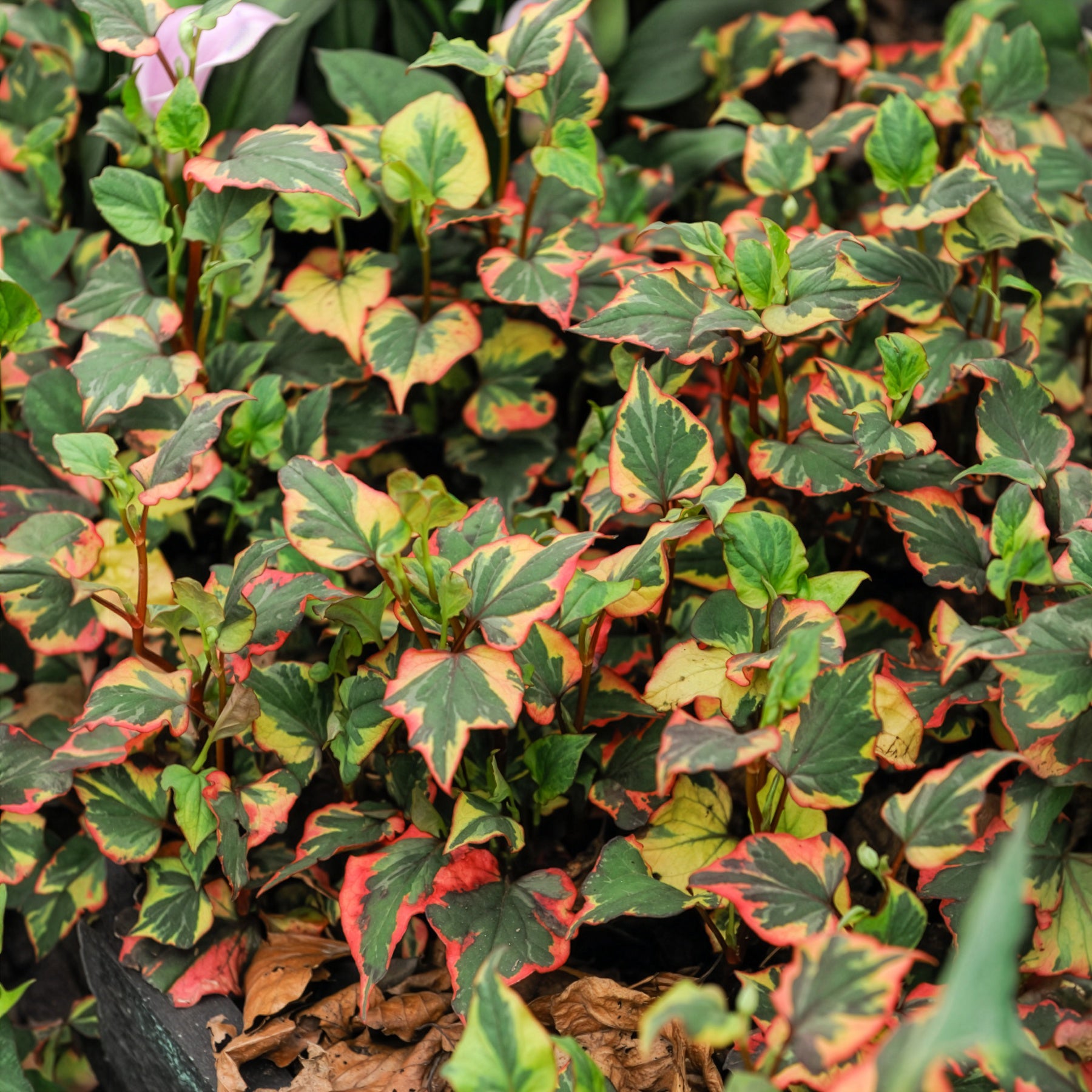 Bakker Plantes de bassin Houttuynia cordata Chameleon plante de bassin pot 9cm