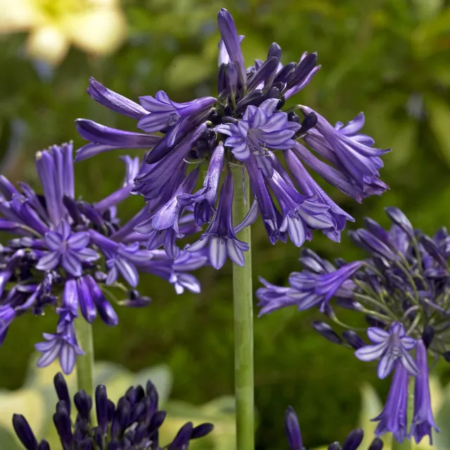 Bakker Agapanthe Black Pantha plante vivace pot 9 cm violet