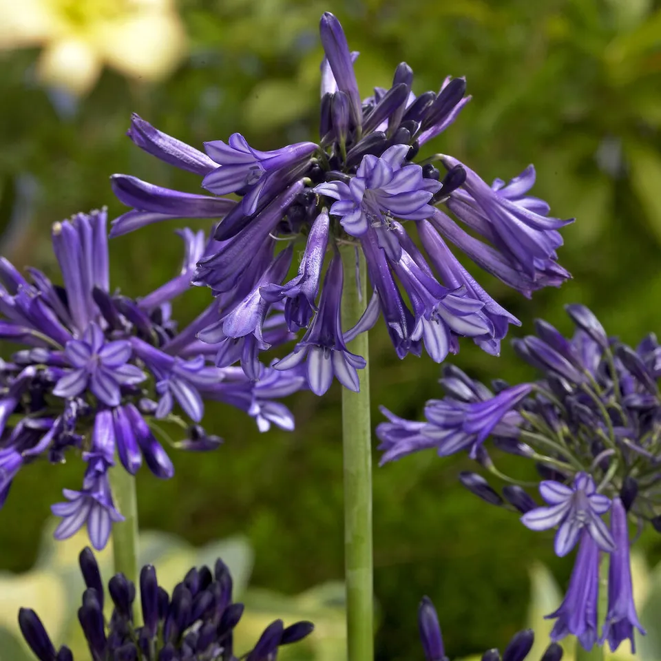 Bakker Agapanthe Black Pantha plante vivace pot 9 cm violet