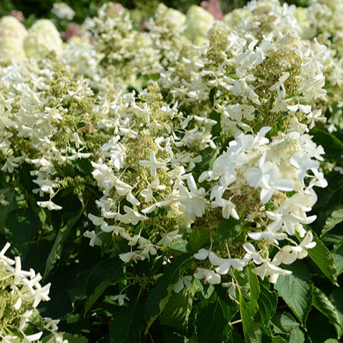 Bakker Levana hortensia paniculé pot 3L fleurs blanches
