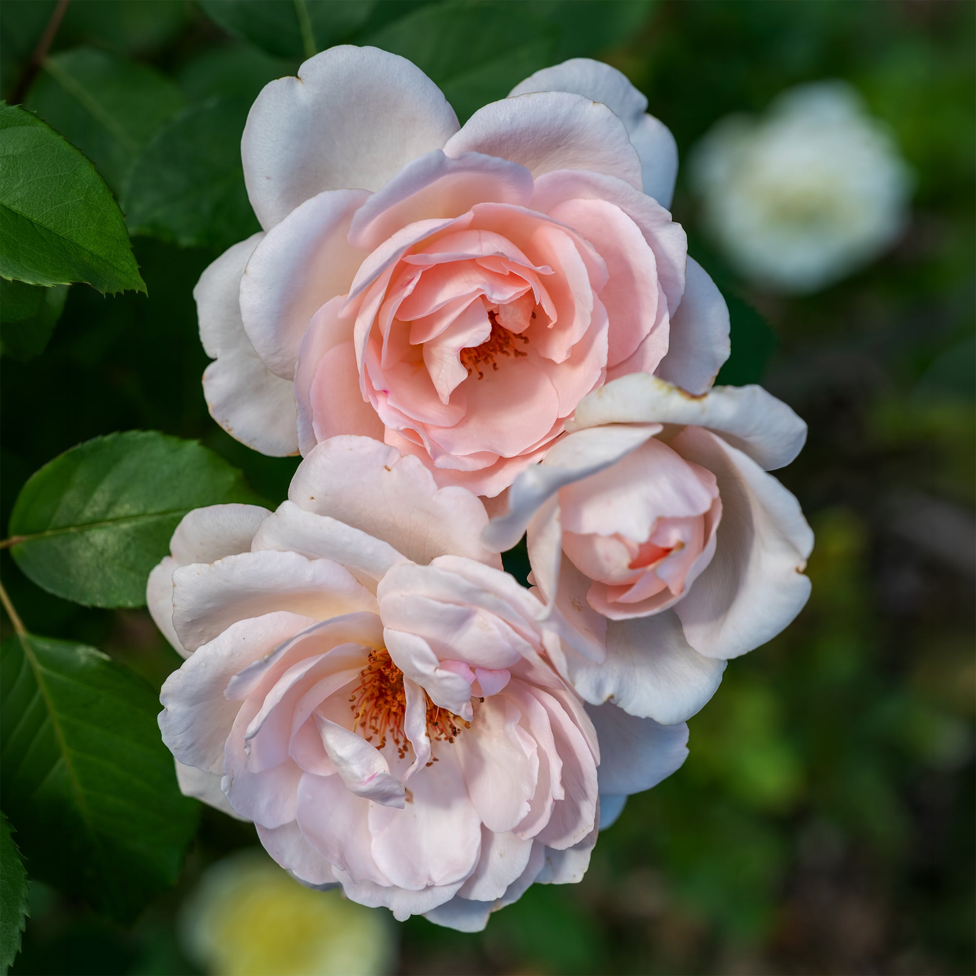 Bakker Rosiers Rosier Clair Renaissance rosier pot 4L rose parfumé