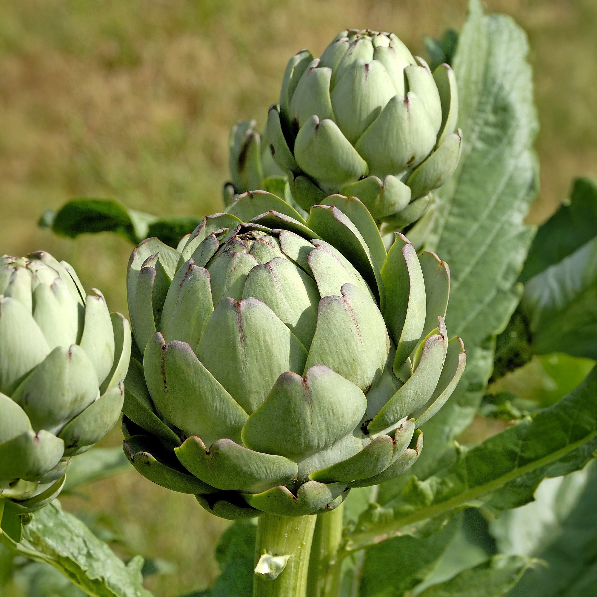 Bakker Artichaut Vert de Laon plant potager 3 plants Ø10,5cm