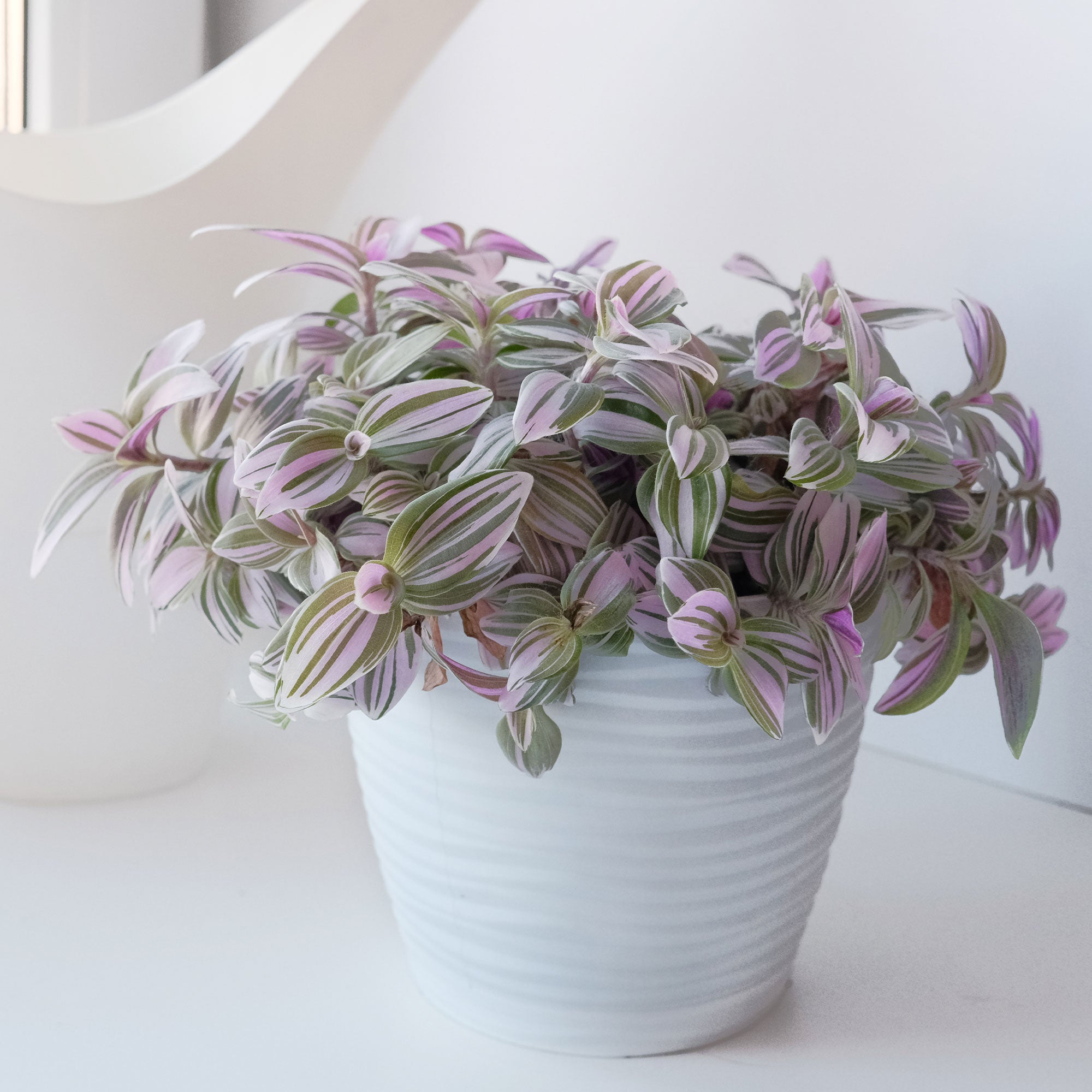 Bakker Misère Nanouk Tradescantia rose pot Ø 12cm