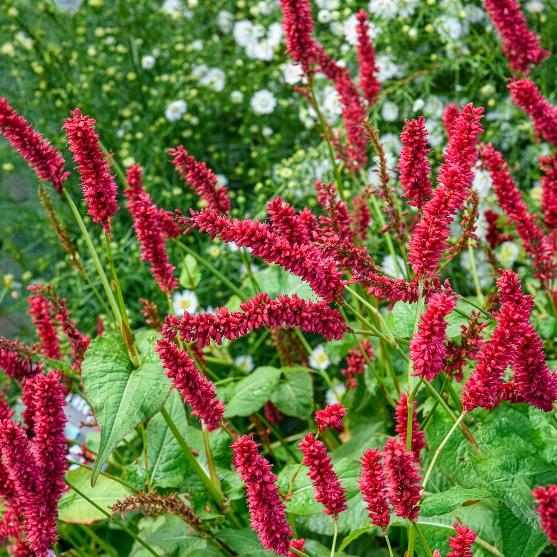 Bakker Renouée Blackfield plante vivace pot 9cm fleur rouge
