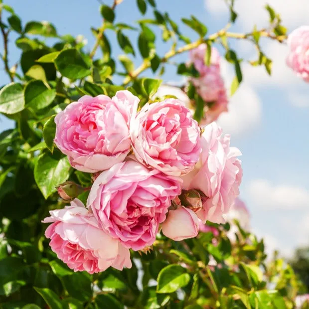 Bakker Jasmina Korcentex rosier grimpant racine nue rose