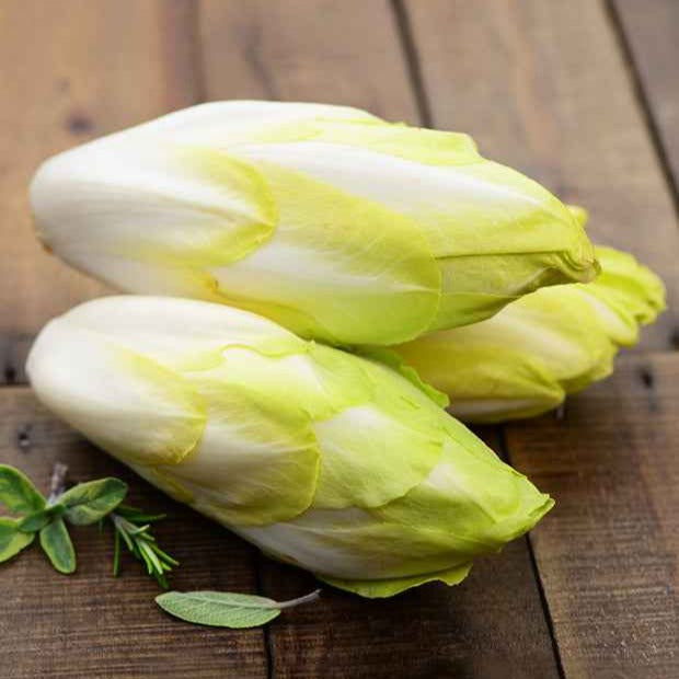 Bakker Chicorée Witloof Normale graine sachet 5g endive