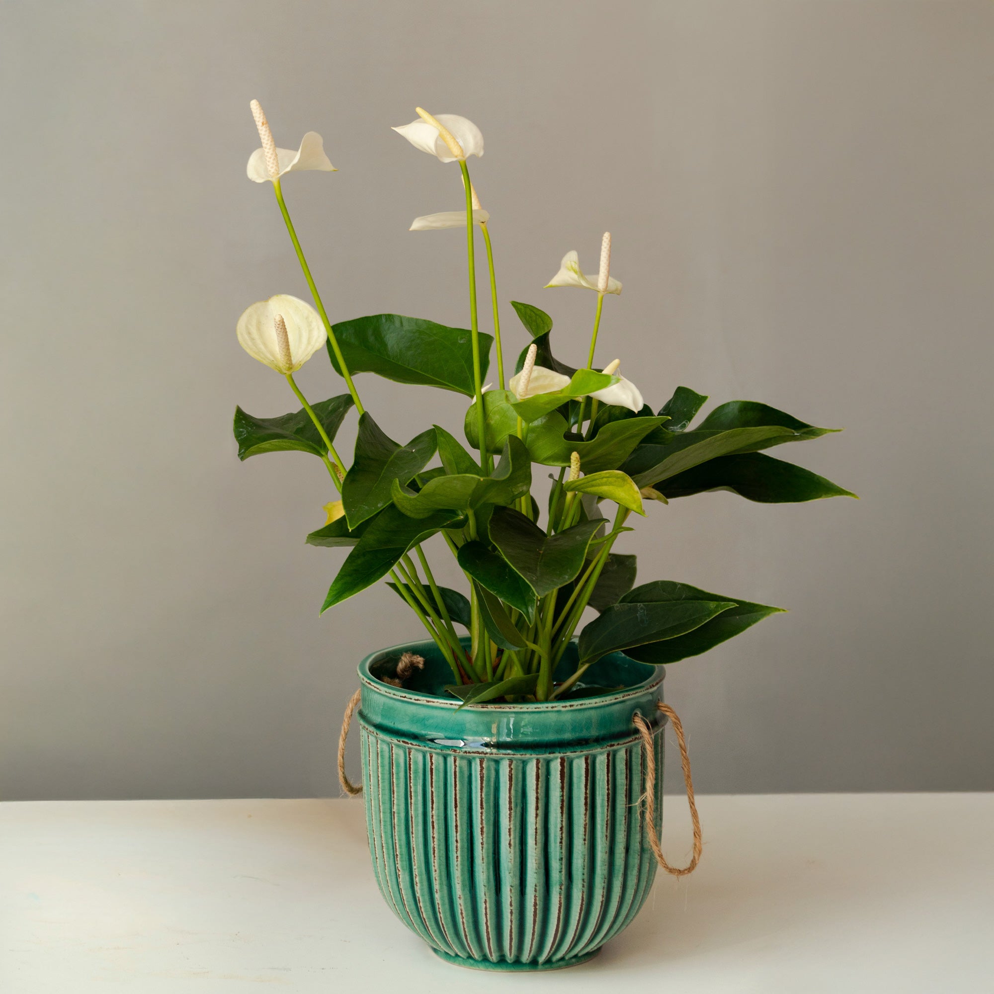 Bakker Anthurium White Champion plante d’intérieur blanc pot 12cm