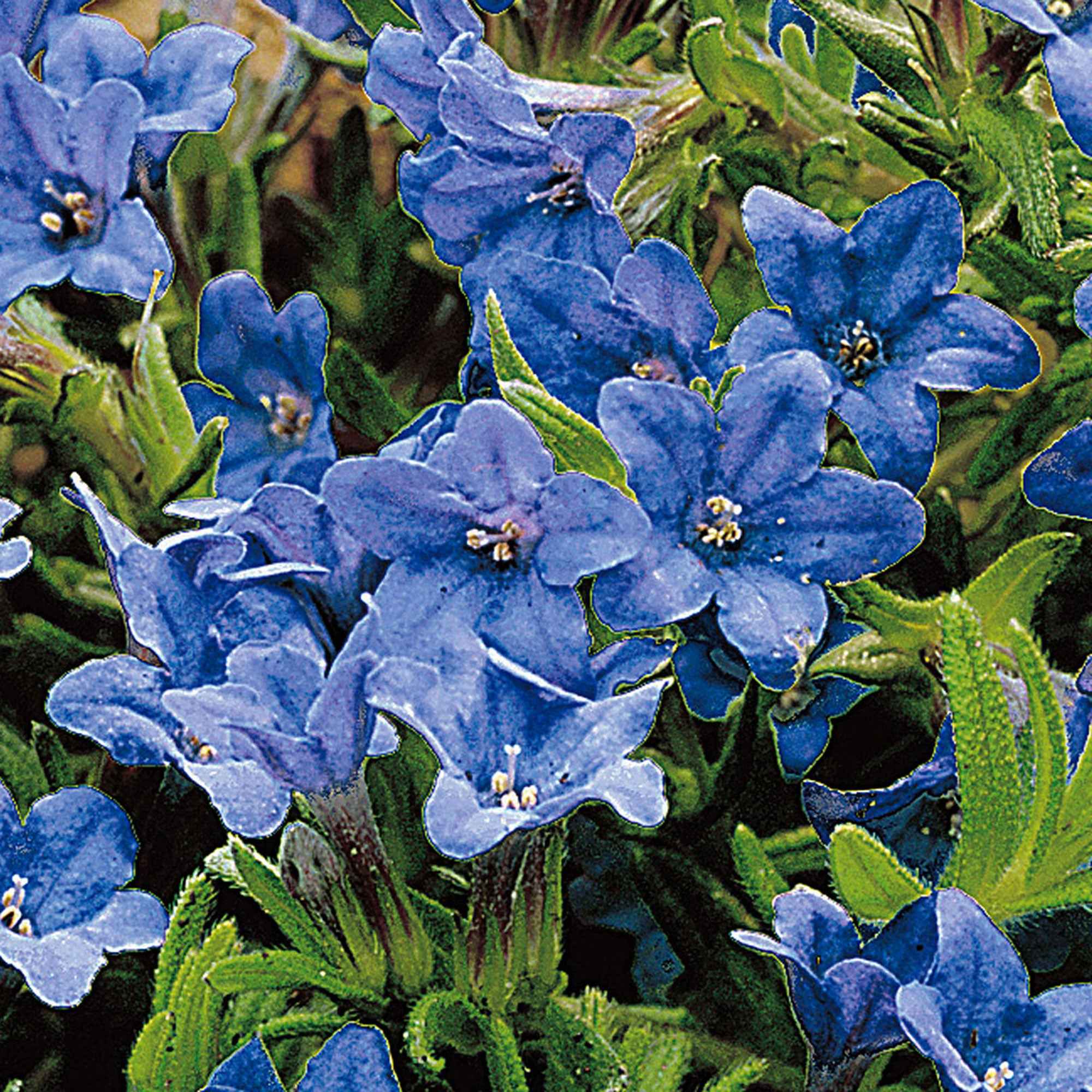 Bakker Plantes d'extérieur Grémil Heavenly Blue pot 9 cm bleu