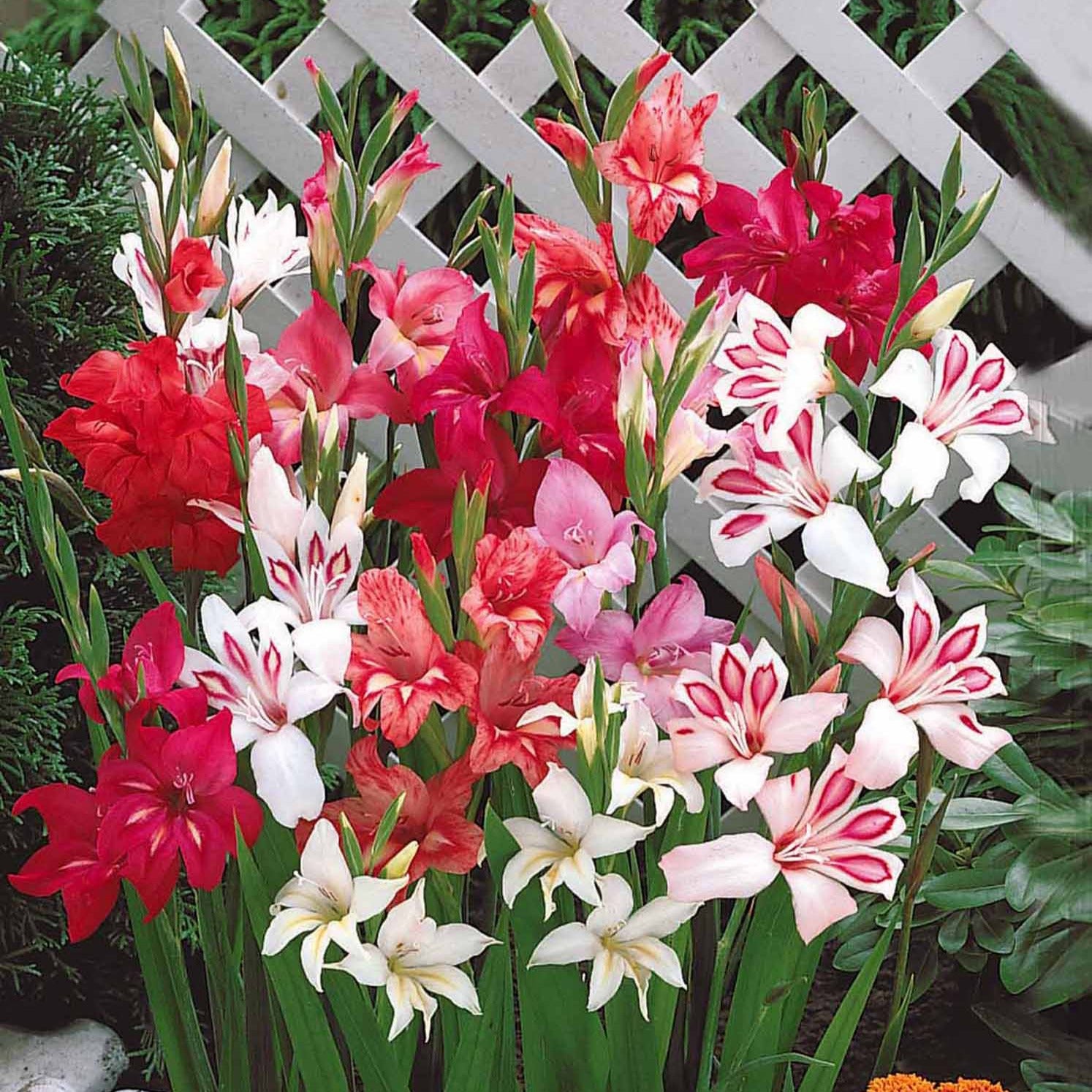 Bakker Gladiolus nanus glaïeuls nains 20 bulbes mélange