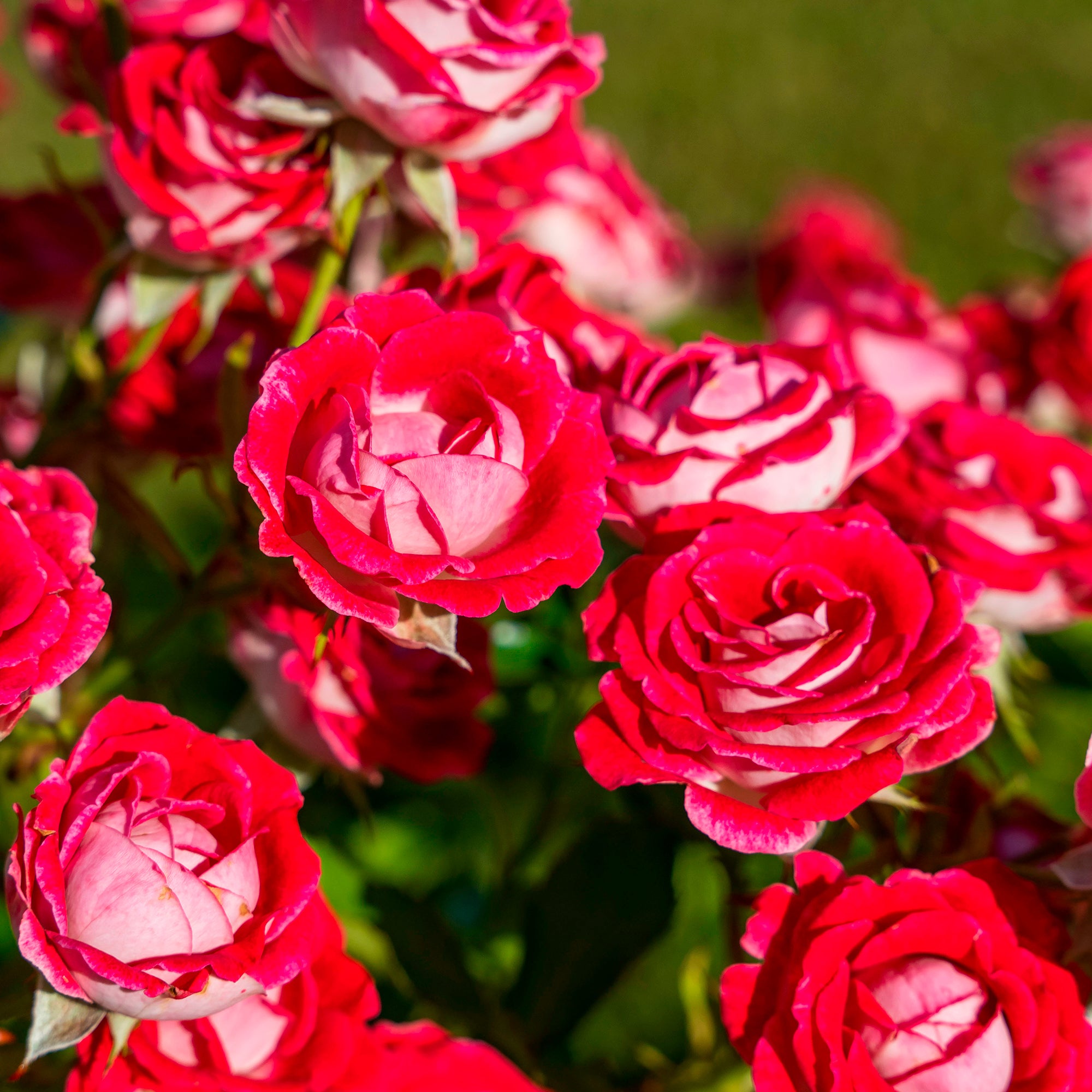 Bakker Rosiers Osiria rosier buisson motte 3+ branches rouge parfumé