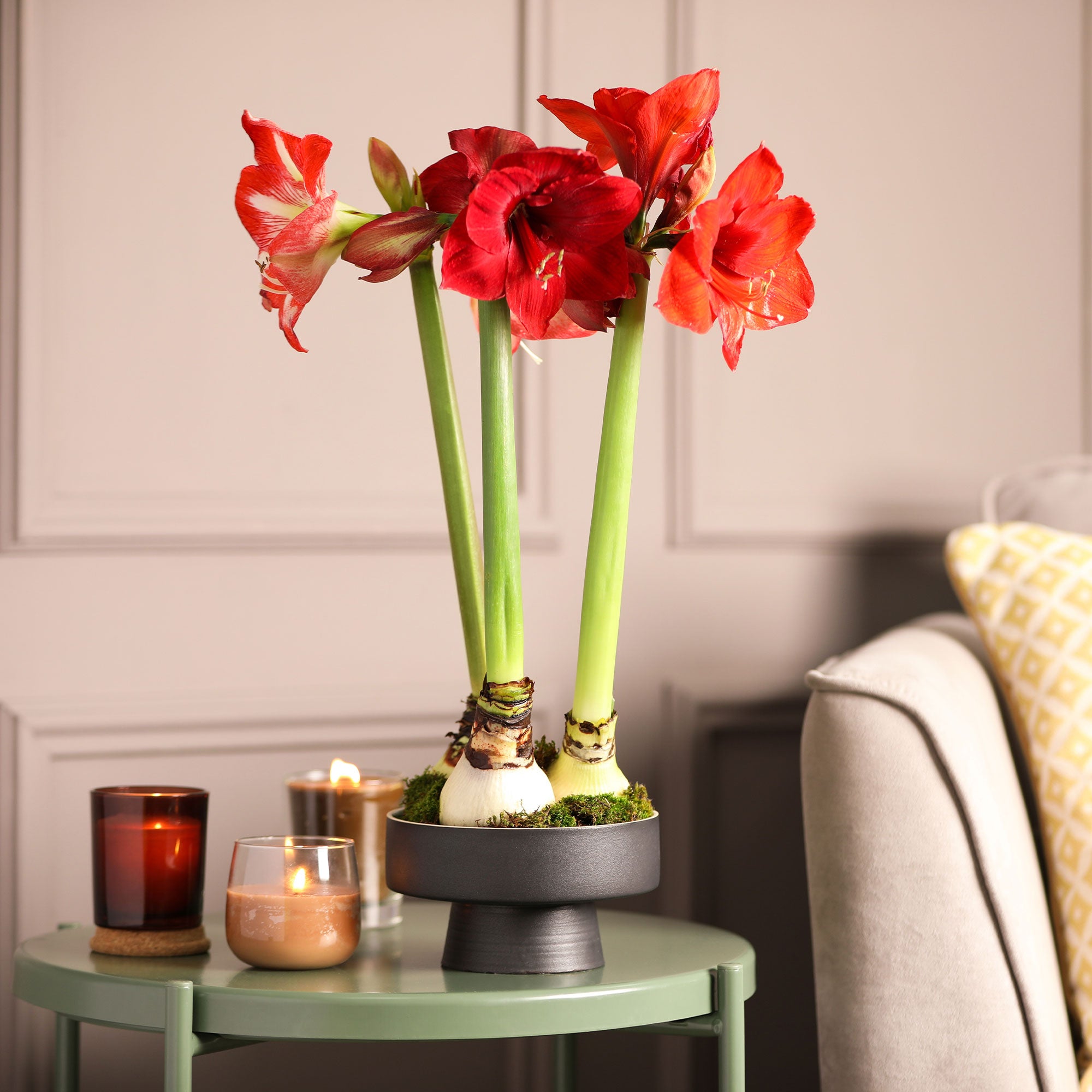 Bakker Amaryllis Red Lion bulbe fleur sachet 1 bulbe rouge 24cm+