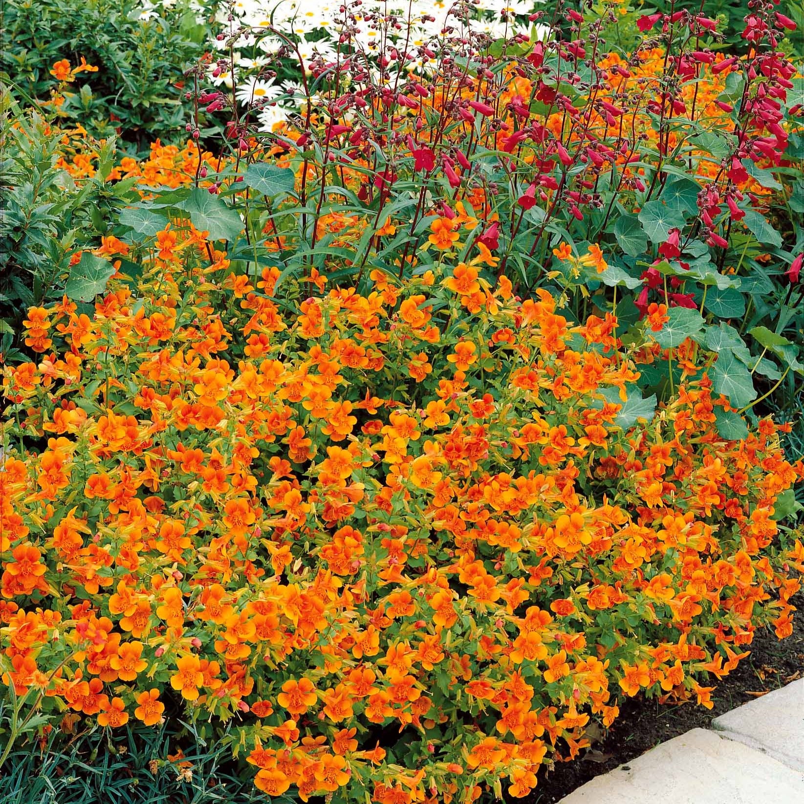 Bakker Mimulus Orange Glow vivace 5 pots Ø 9cm orange