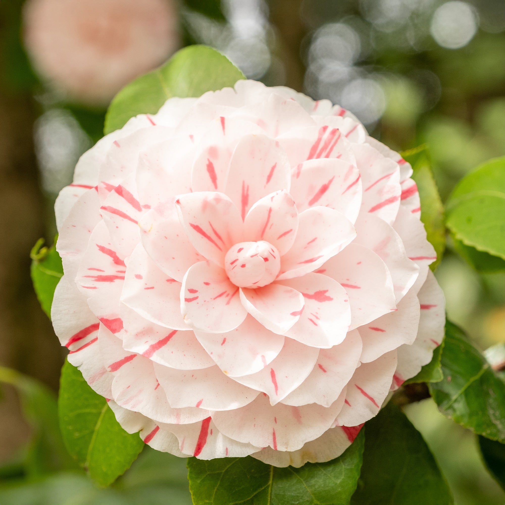 Bakker Camélia bicolore japonica arbuste pot 9cm 20-30cm rose