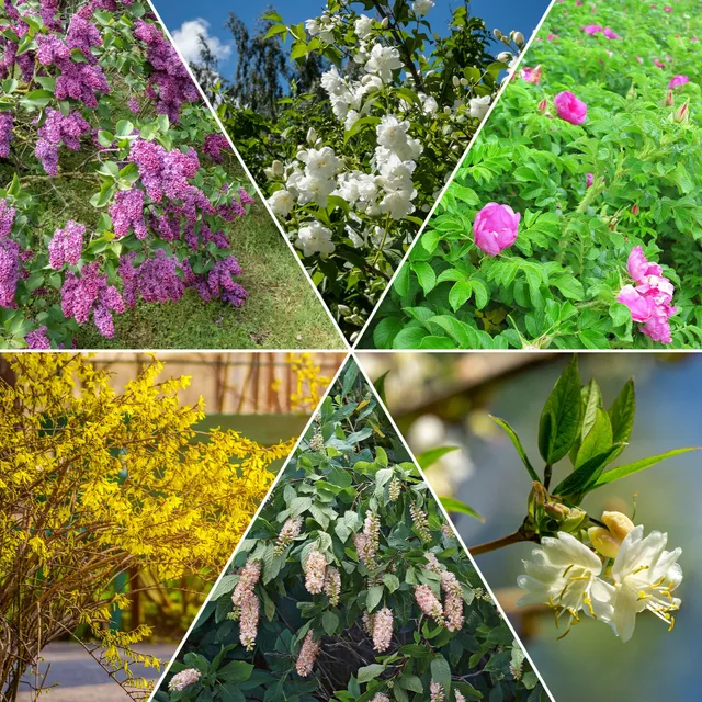 Bakker Haie Fleurie Parfumée 12 arbustes 15-20cm floraison 8 mois