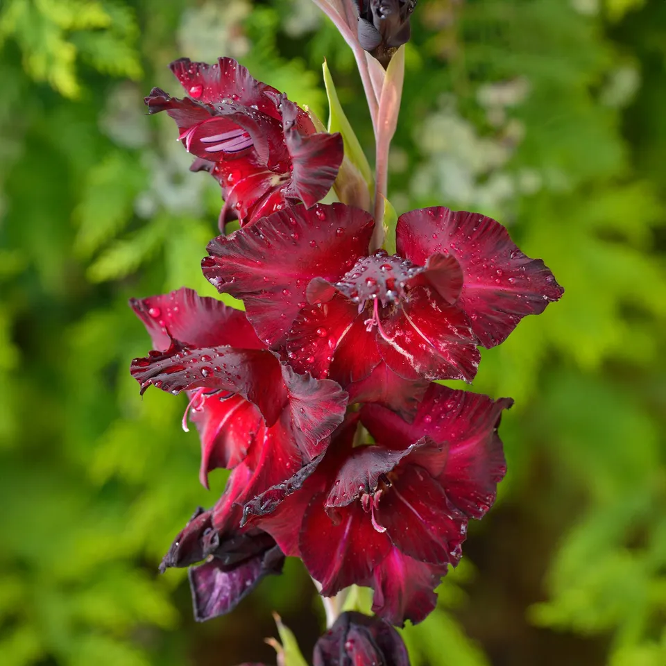 Bakker Bulbes à fleurs Glaïeul Black Surprise rouge 10 bulbes