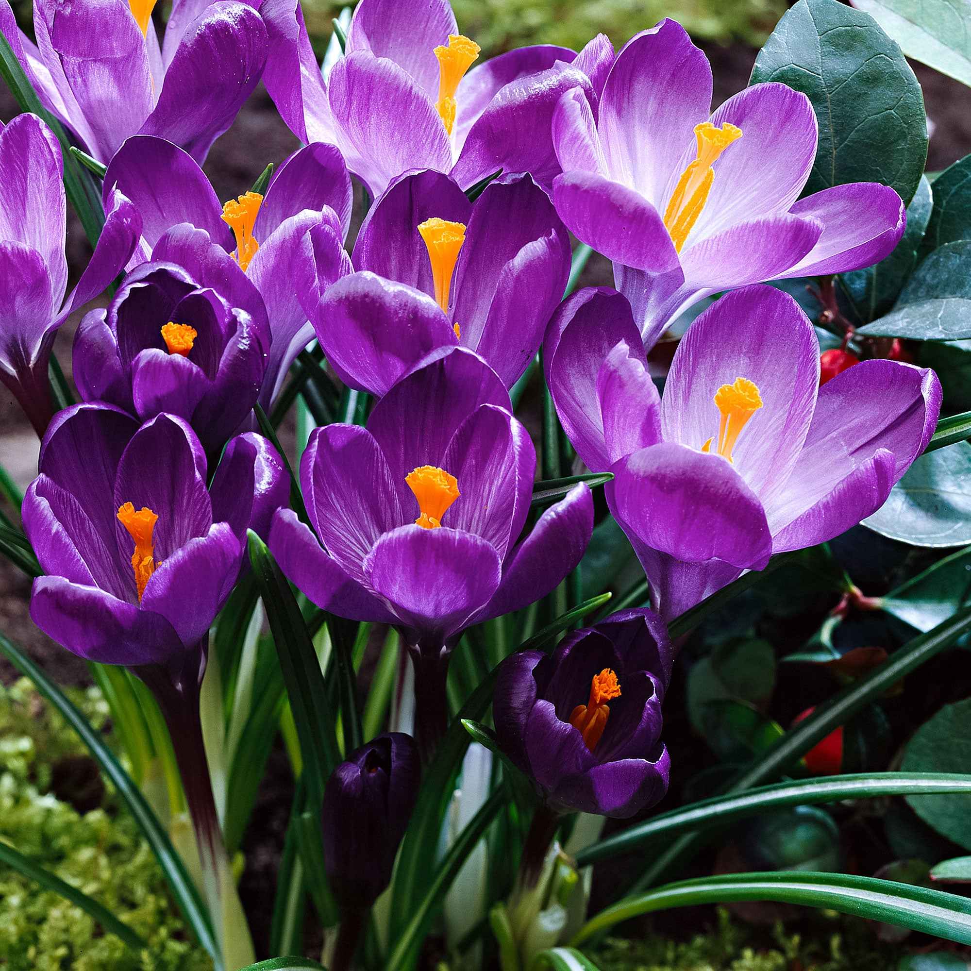 Bakker Crocus Flower Record sachet 15 bulbes violet