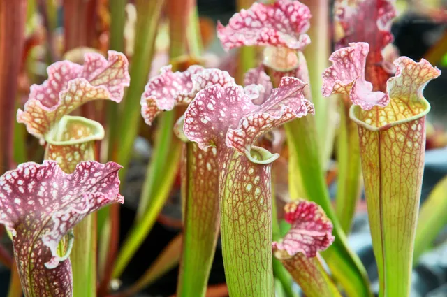 Carniflore Sarracenia Velvet plante carnivore adulte 1 pied