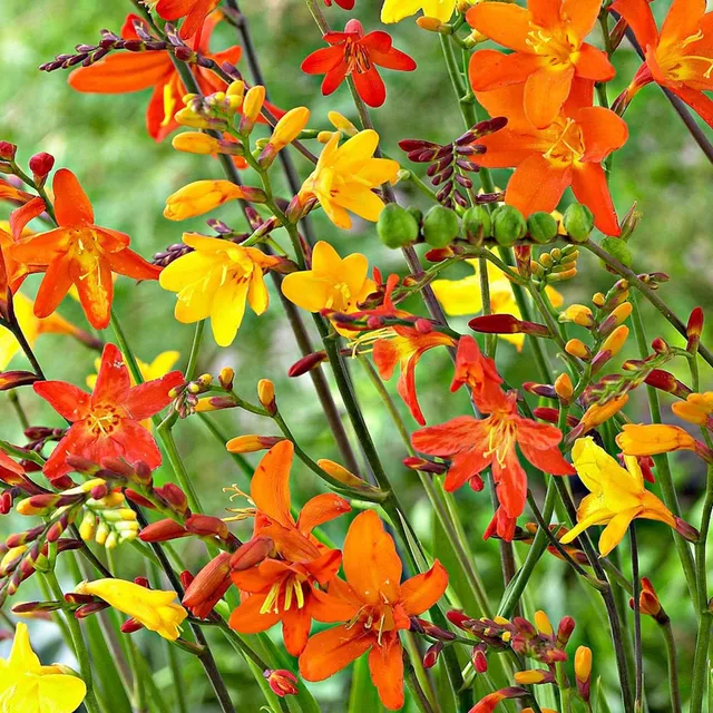 Bakker Crocosmia en mélange bulbe été 30 bulbes floraison jaune