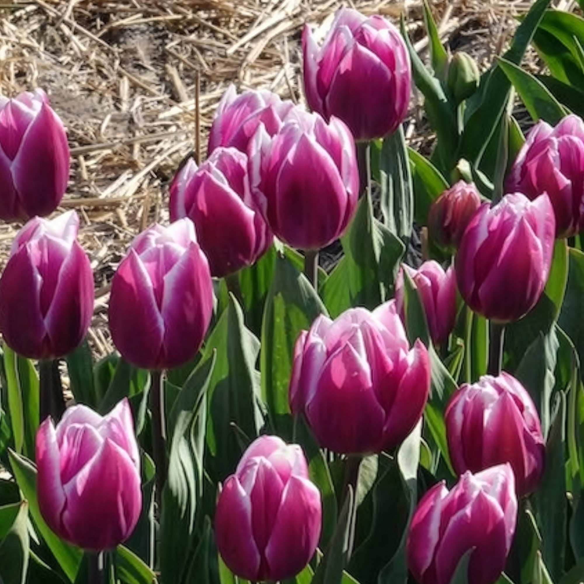 Bakker Tulipe Synaeda Blue bulbe triomphe violet x7
