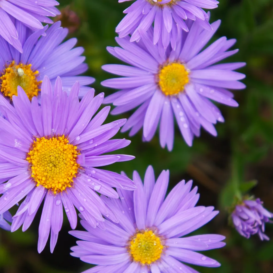 Bakker Dunkle Schöne aster des Alpes plante vivace pot 9cm