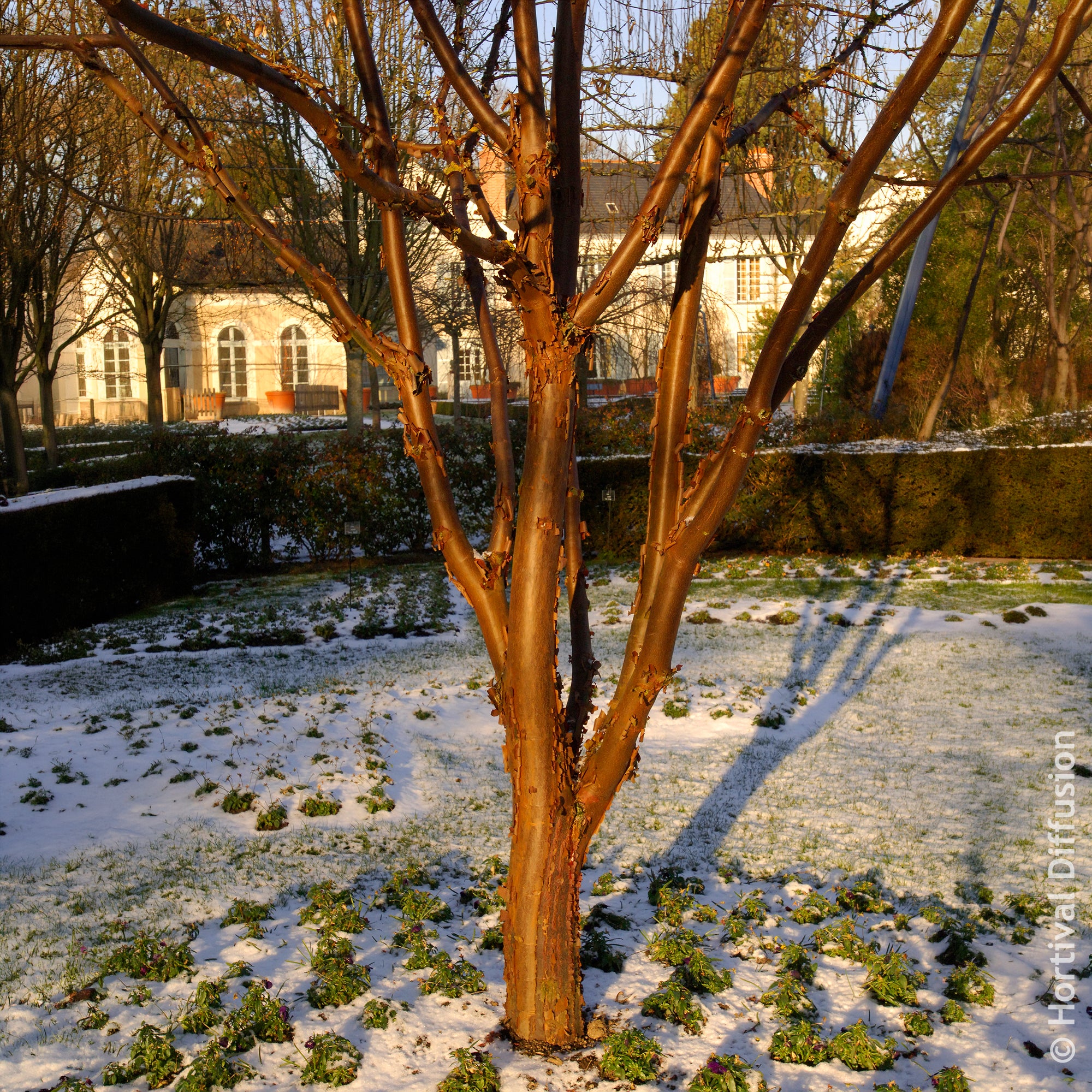 Bakker Érable écorce de papier Acer griseum pot Ø9cm