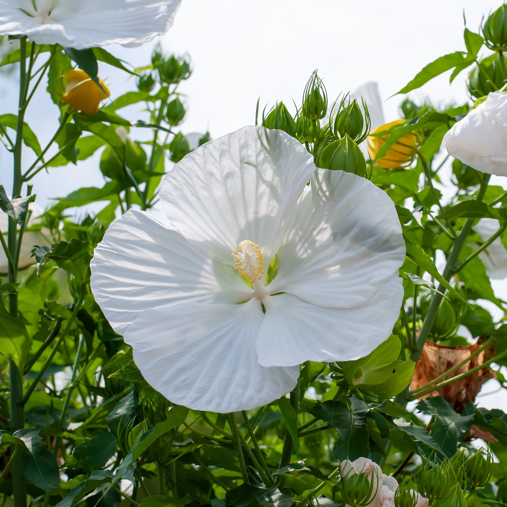 Bakker Hibiscus marais Extreme Pure White pot Ø 10 cm blanc