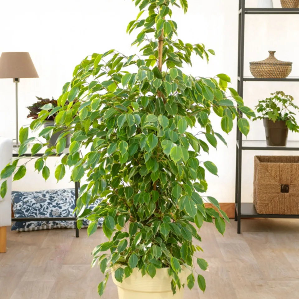 Bakker Ficus benjamina Golden King pot 17cm 60-80cm panaché