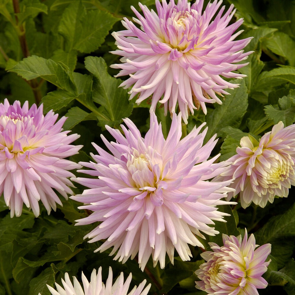 Bakker 5 Dahlias en mélange bulbe calibre I multicolore