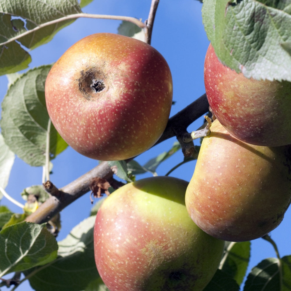 Bakker Rode Boskoop pommier arbre fruitier pot 1,5L 50-60cm