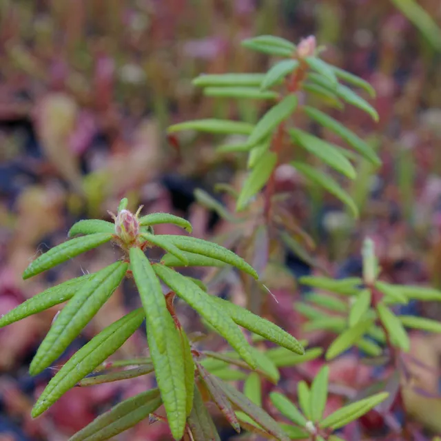 Carniflore Ledum palustre plante de tourbière racines nues arbuste