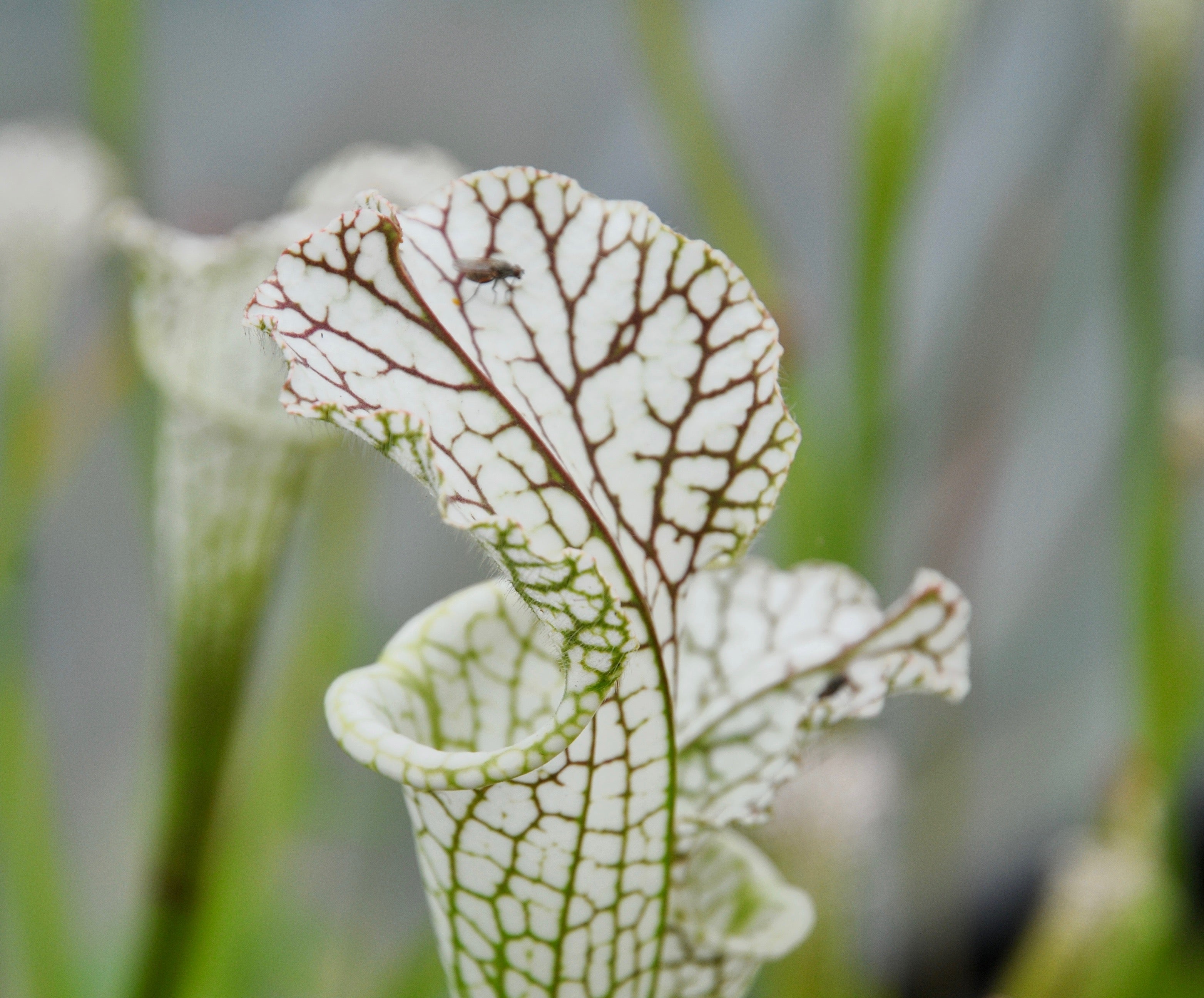 Carniflore Sarracenia leucophylla plante carnivore 1 point péristome blanc