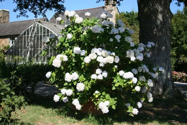 Les Hortensias du Haut Bois Weisse Königin hortensia blanc fleurs rondes