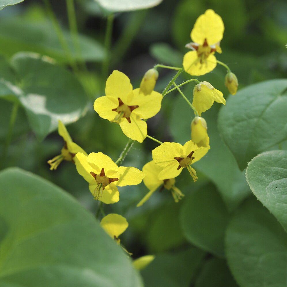 Bakker Fleur des elfes vivace godet 9cm fleurs jaunes