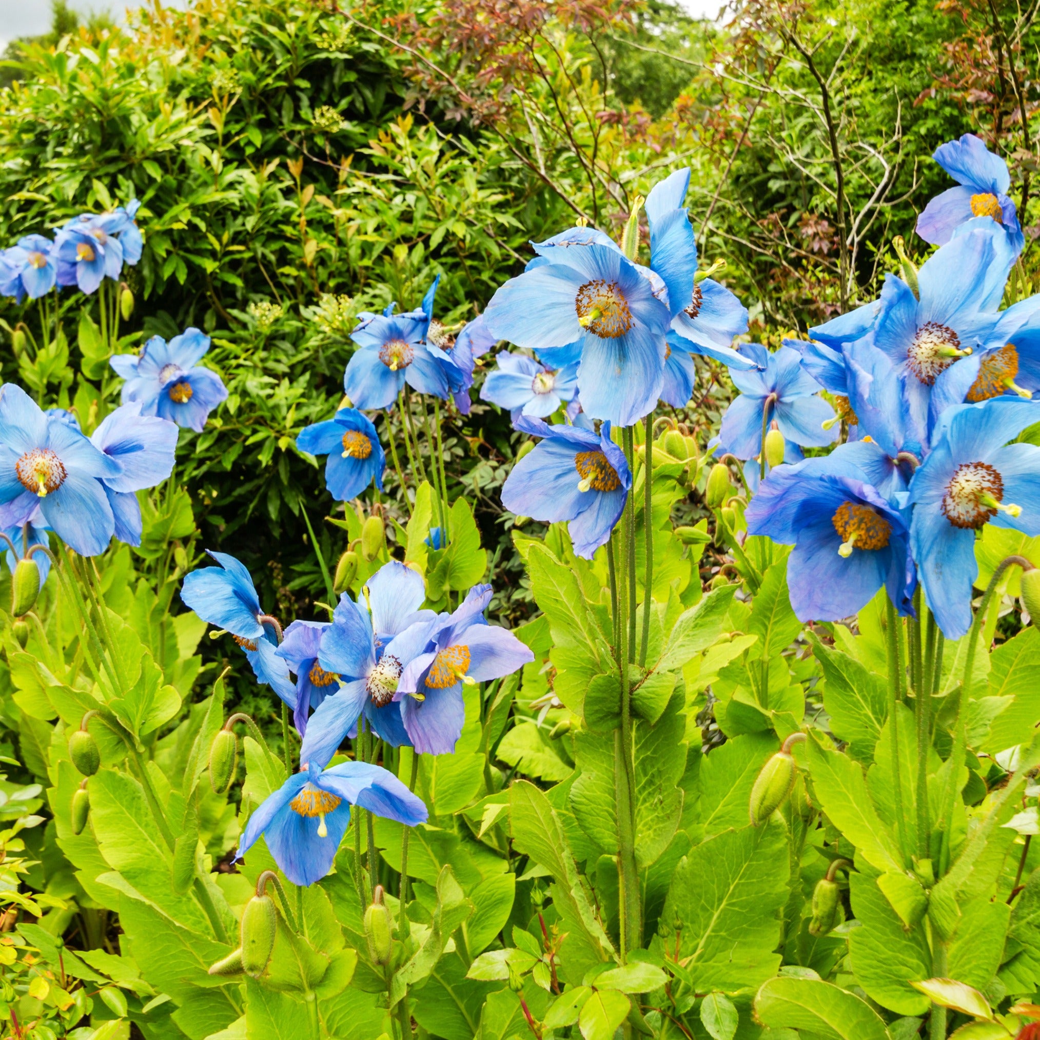 Bakker Plantes vivaces Pavot bleu Himalaya fleur bleue 2 pots