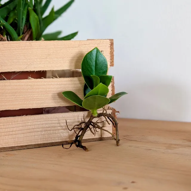 Bakker Clusia plante intérieur racine nue 10-20cm
